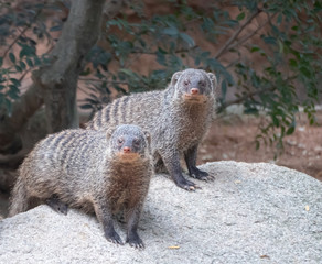 Banded mongoose (Mungos mungo) found in the central, southern and eastern parts of Africa.