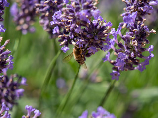 Bee on lavender. Lavender closeup. Lavender background. 