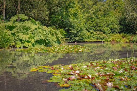  a lake set in a lovely woodland scene at rhs rosemoor, devon