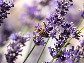 Bee on lavender. Lavender closeup. Lavender background. 