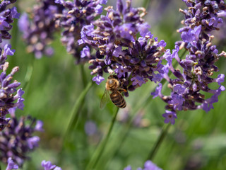 Bee on lavender. Lavender closeup. Lavender background. 