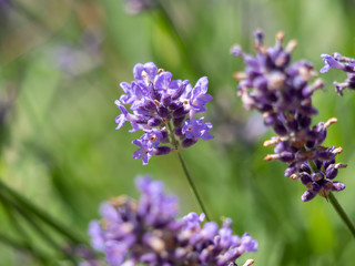 Lavender closeup. Lavender background. Flowers of lavender.