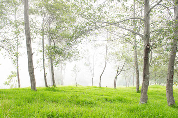 Grass and trees in the forest with fog