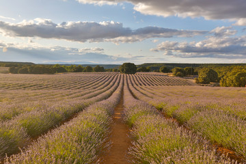 Fototapeta na wymiar Lavender field summer sunset landscape with cloudy sky