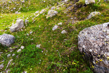 Fototapeta na wymiar Big rocks stones on mountains grass valley. Wild flowers