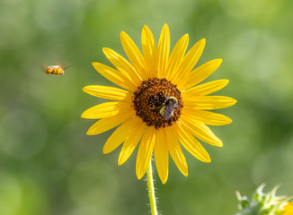 Sunflower with bees