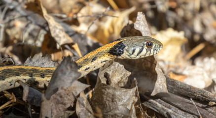 Garter snake in leaves on ground in cotttonwood forest along Rio Grande River in New Mexico