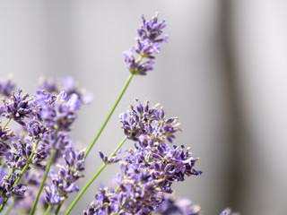 Lavender closeup. Lavender background. Flowers of lavender.