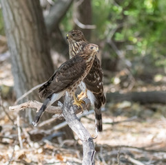 Young Cooper's Hawks on low branch in cottonwood forest along Rio Grande in New Mexico