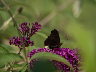 European peacock (Aglais io or Inachis io) on green trees closeup. Butterfly on flowers closeup. 
