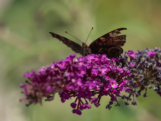 European peacock (Aglais io or Inachis io) on green trees closeup. Butterfly on flowers closeup. 