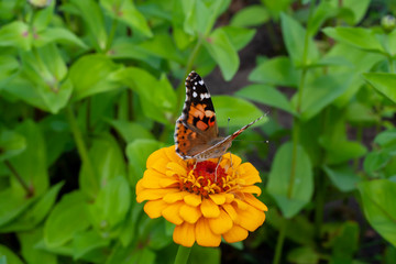 Butterfly on a yellow zinnia