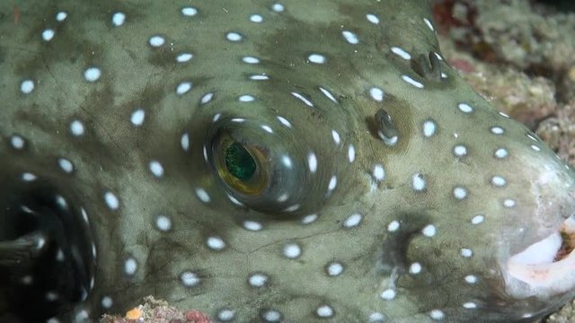  White-Spotted Puffer Fish (Arothron hispidus) Eye Close Up at Night - Philippines