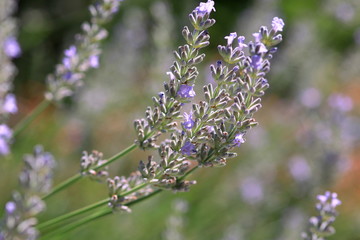 Lavender flower in sunlight - obrazy, fototapety, plakaty