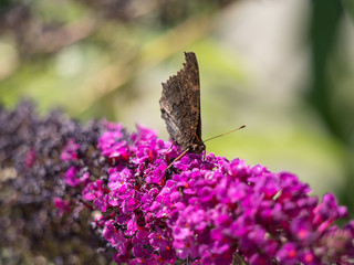 European peacock (Aglais io or Inachis io) on green trees closeup. Butterfly on flowers closeup. 