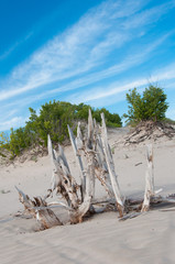 tree on the dune