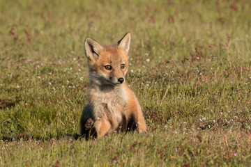 Fox on San Juan Island