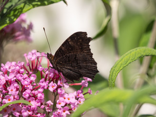 Obraz premium European peacock (Aglais io or Inachis io) on green trees closeup. Butterfly on flowers closeup. 