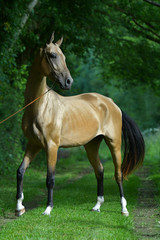 Buckskin Akhal Teke stallion standing in a forest. 