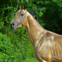 Buckskin Akhal Teke stallion standing in a forest. Animal potrait, side.