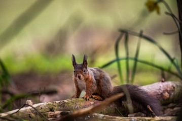Red Squirrel on a tree trunk