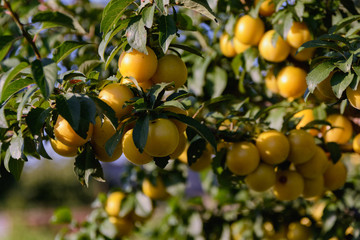 A branch of a cherry plum tree is strewn with yellow ripe fruits of cherry plum, close-up. Ripe cherry plum on a branch.