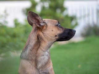 Brown dog on garden. Dog portrait. Dog on summer garden.