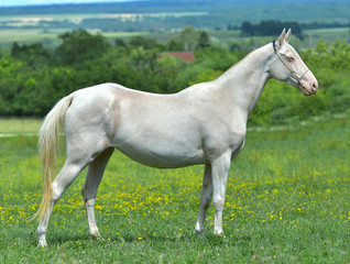 Obraz premium Cremello Akhal Teke horse in the show halter standing in a field. Animal portrait.