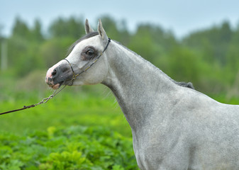 Grey arabian horse in a show halter standing in a green field. Animal portrait, close up.