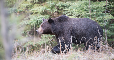 Grizzly bear in the spring