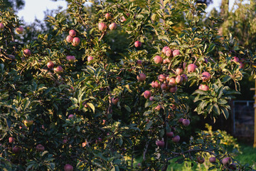 Fototapeta na wymiar Ripe red apples hang on the branches of an apple tree in a home garden