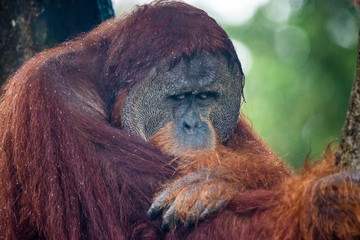 Obraz premium Portrait of male bored thoughtful sad orangutan in wet rainy day. Sadness and grief are in clever eyes of big ape. Borneo.