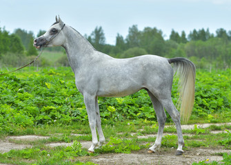 Obraz na płótnie Canvas Grey arabian horse in a show halter standing in a green field. Exterior photo.