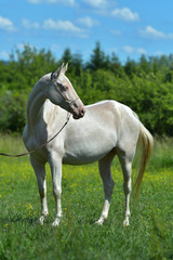 Cremello Akhal Teke horse in the show halter standing in a field. Animal portrait.