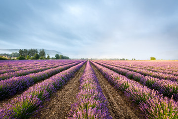 Fototapeta na wymiar Lavender field at sunrise, Sault, Provence, France