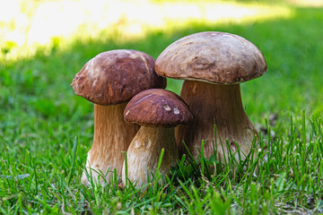The white mushroom family growing on the grass