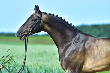 Akhal teke buckskin stallion wants to eat grass. Funny animal portrait.