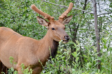 Bull Elk in velvet, foraging in Jasper National Park