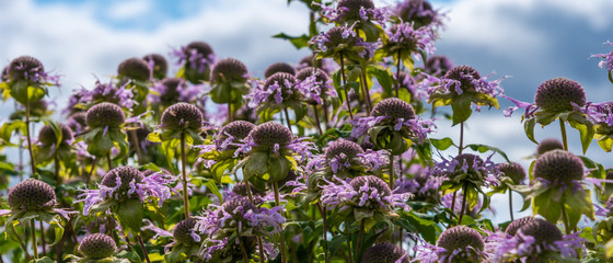 Fototapeta premium Monarda flowers against the sky with clouds - beautiful floral background