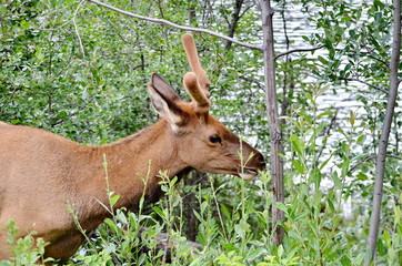 Bull Elk in velvet, foraging in Jasper National Park