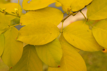 Beautiful abstract texture color green and yellow leaves pattern background and wallpaper in the gardens