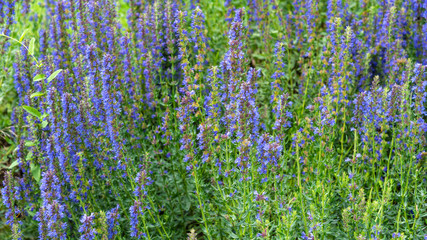 Blooming hyssop officinalis close up - natural remedies concept
