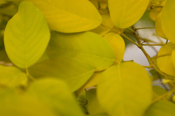 Beautiful abstract texture color green and yellow leaves pattern background and wallpaper in the gardens