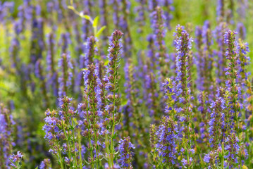 Blooming hyssop officinalis close up - natural remedies concept