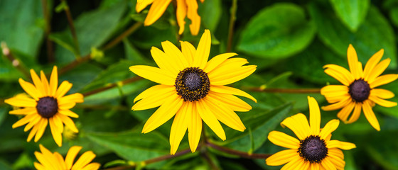 Blooming echinacea, large yellow flowers, top view - natural remedies concept