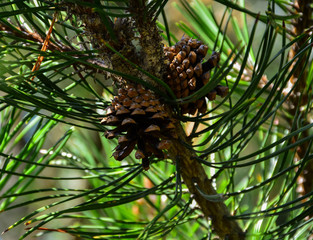 Beautiful green cones hang on the branches of spruce. The needles create a wonderful composition and form a frame. Other branches and cones disappear mainly on a green background.