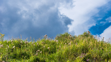 Natural background for a banner with copy space - different herbs and wildflowers in an alpine meadow against the sky with clouds © Stanislav Ostranitsa