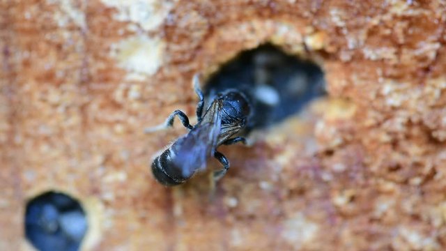 Wild solitary bee Osmia rapunculi (Syn. Chelostoma rapunculi) seals its nest in a boring in wood of an insect hotel with grit and mud matrix.