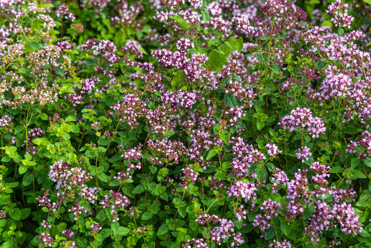 Blooming thyme close-up - a bed of spices of European cuisine