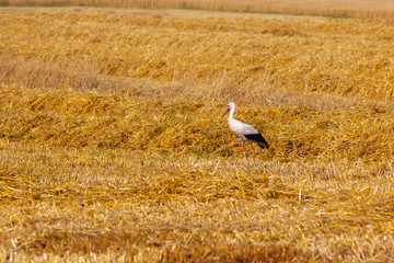 The stork in the field of grain crops